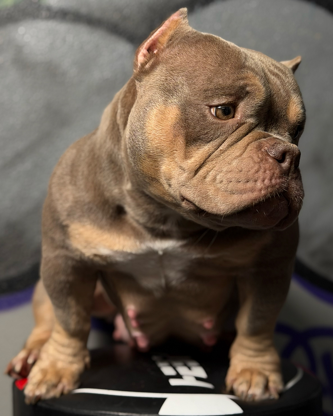 Frenchie puppy at home