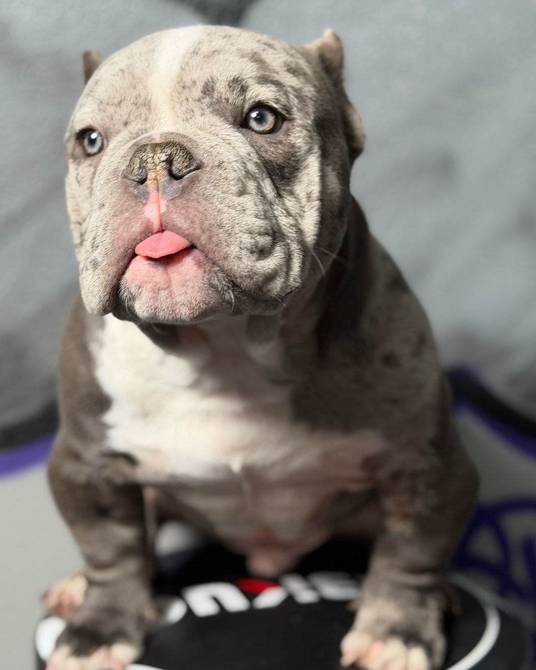 Adult Frenchie portrait