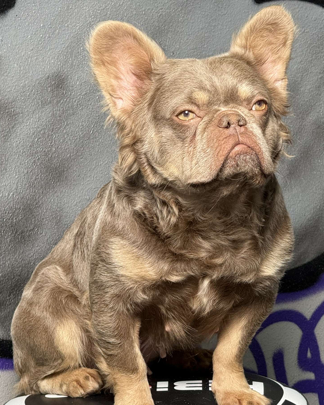 Frenchie playing outdoors